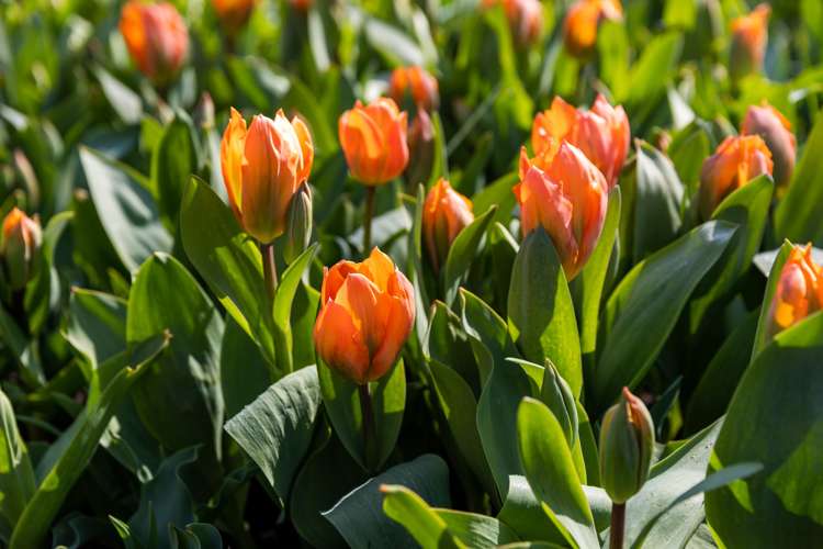 Tulpan 'Orange Emperor'